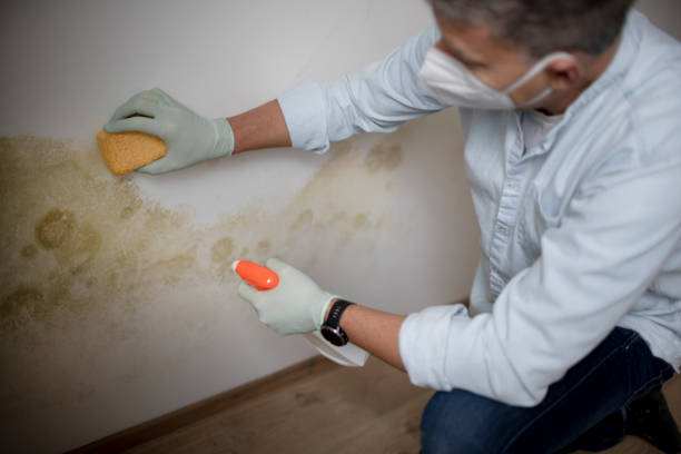 Mold Remediation for Vacation Homes in Berry Creek, CA